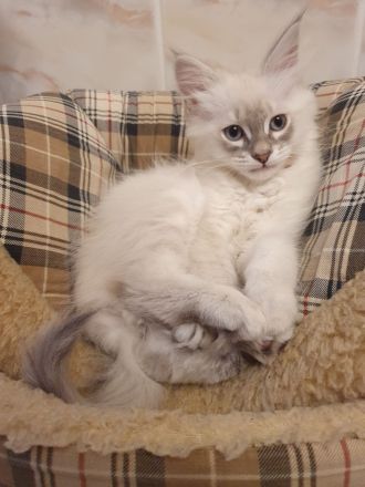 Wunderschöne Kitten Neva Masquarade, Katzenbaby. Abgabebereit.