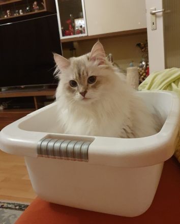 Wunderschöne Kitten Neva Masquarade, Katzenbaby. Abgabebereit.