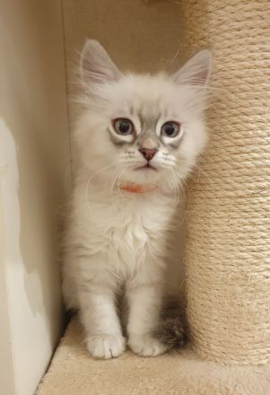 Wunderschöne Kitten Neva Masquarade, Katzenbaby. Abgabebereit.