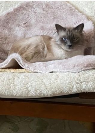 Wunderschöne Kitten Neva Masquarade, Katzenbaby. Abgabebereit.