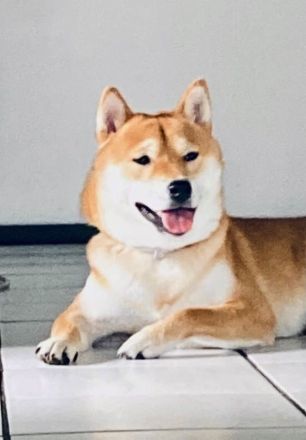 Reinrassiger Shiba Inu