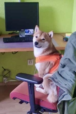 Reinrassiger Shiba Inu