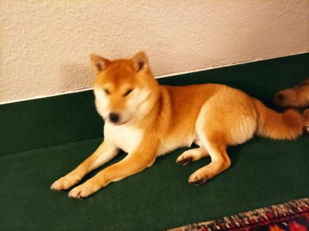 Reinrassiger Shiba Inu