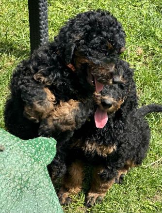 Gross- / Königspudelwelpen , geb. 11.03.24