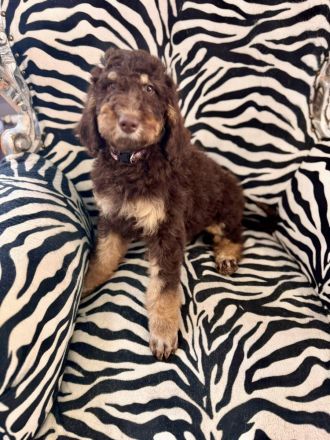 Gross- / Königspudelwelpen , geb. 11.03.24