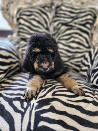 Gross- / Königspudelwelpen , geb. 11.03.24