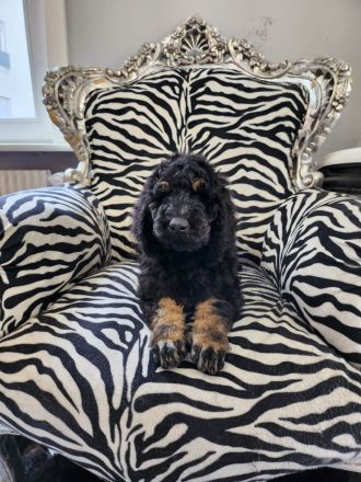 Gross- / Königspudelwelpen , geb. 11.03.24