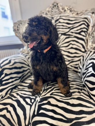 Gross- / Königspudelwelpen , geb. 11.03.24