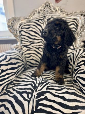 Gross- / Königspudelwelpen , geb. 11.03.24