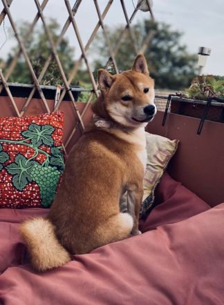 Reinrassiges Shiba Inu Weibchen