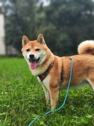 Reinrassiges Shiba Inu Weibchen