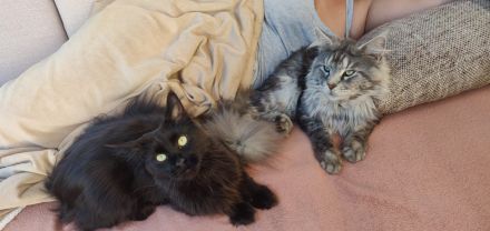 12 Wochen alte reinrassige Maine Coon Kitten