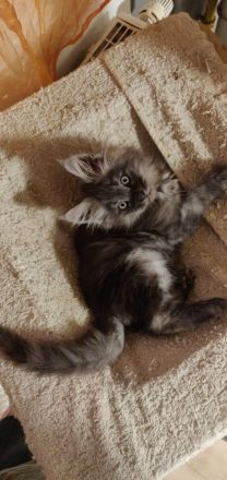 12 Wochen alte reinrassige Maine Coon Kitten