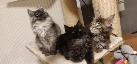 12 Wochen alte reinrassige Maine Coon Kitten