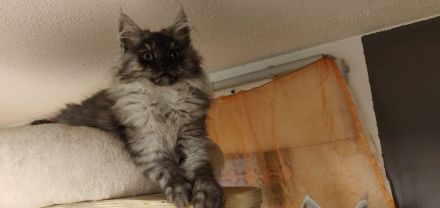 12 Wochen alte reinrassige Maine Coon Kitten
