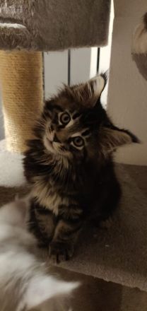 12 Wochen alte reinrassige Maine Coon Kitten