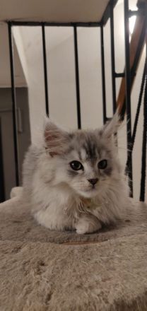 12 Wochen alte reinrassige Maine Coon Kitten