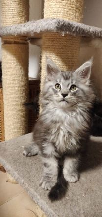 12 Wochen alte reinrassige Maine Coon Kitten