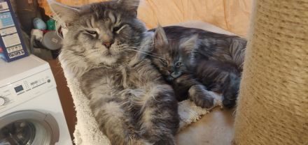 12 Wochen alte reinrassige Maine Coon Kitten