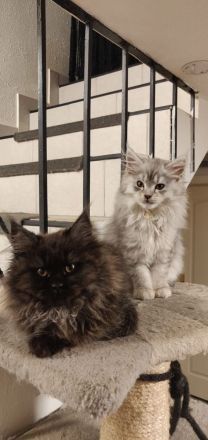 12 Wochen alte reinrassige Maine Coon Kitten