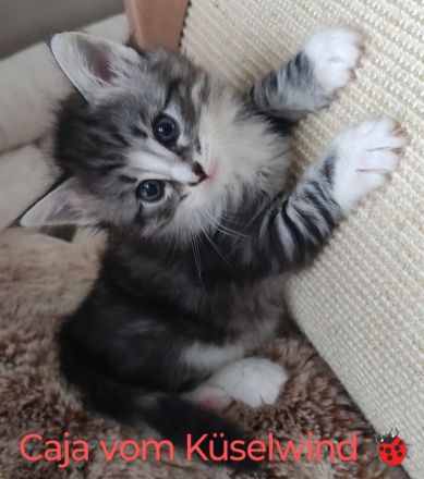 Norwegische Waldkatzen vom Küselwind