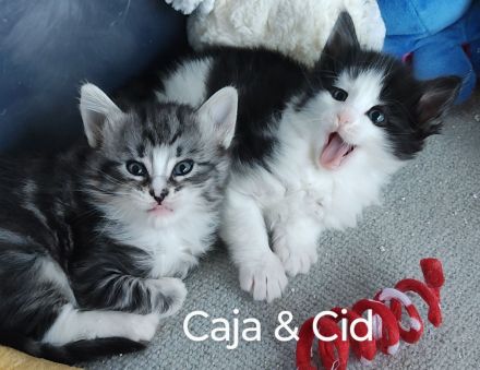 Norwegische Waldkatzen vom Küselwind