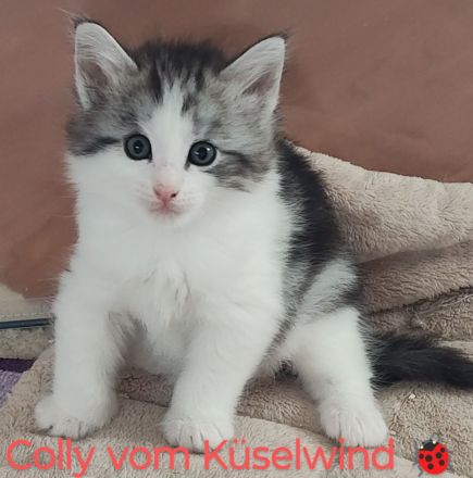 Norwegische Waldkatzen vom Küselwind