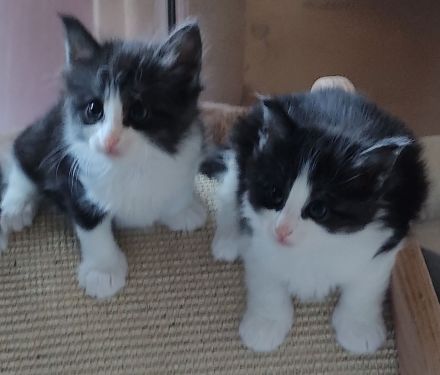 Norwegische Waldkatzen vom Küselwind