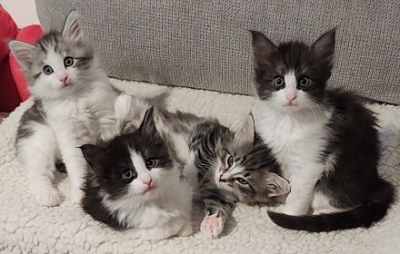 Norwegische Waldkatzen vom Küselwind