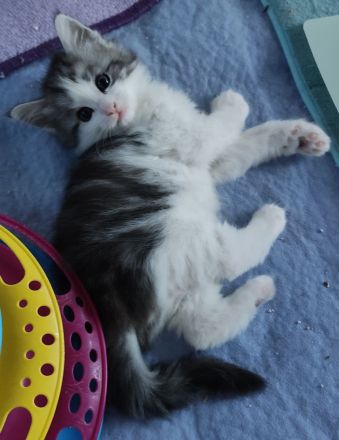 Norwegische Waldkatzen vom Küselwind