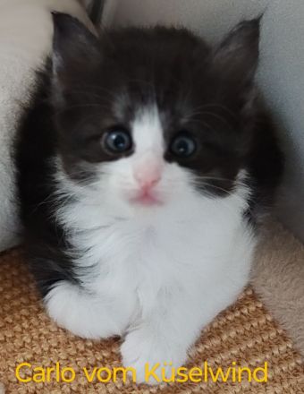 Norwegische Waldkatzen vom Küselwind