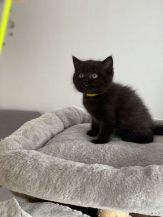2 BKH Kitten