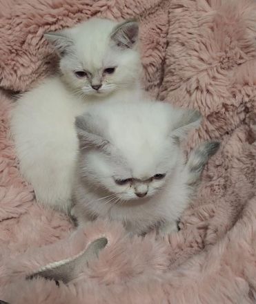 Wunderschöne Bkh blue Point Kitten Weibchen abzugeben