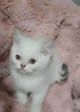 Wunderschöne Bkh blue Point Kitten Weibchen abzugeben