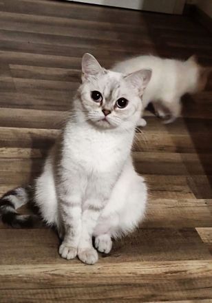 Wunderschöne Bkh blue Point Kitten Weibchen abzugeben