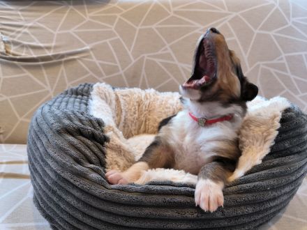 Wunderschöne, reinrassige Colliewelpen mit reinamerikanischer Abstammung suchen das Traumzuhause!