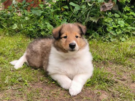 Wunderschöne, reinrassige Colliewelpen mit reinamerikanischer Abstammung suchen das Traumzuhause!