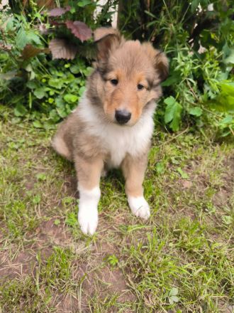 Wunderschöne, reinrassige Colliewelpen mit reinamerikanischer Abstammung suchen das Traumzuhause!