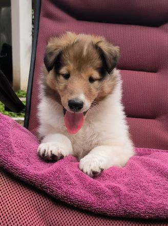 Wunderschöne, reinrassige Colliewelpen mit reinamerikanischer Abstammung suchen das Traumzuhause!