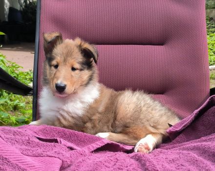 Wunderschöne, reinrassige Colliewelpen mit reinamerikanischer Abstammung suchen das Traumzuhause!