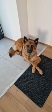 Schäfer-Harzerfuchs Welpen