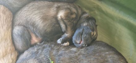 Schäfer-Harzerfuchs Welpen