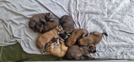 Schäfer-Harzerfuchs Welpen