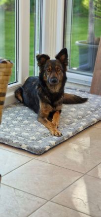 Schäfer-Harzerfuchs Welpen