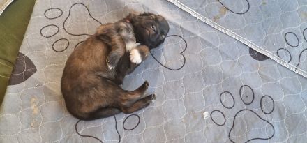 Schäfer-Harzerfuchs Welpen