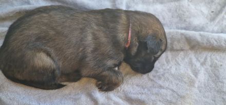 Schäfer-Harzerfuchs Welpen