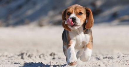 Liebevollen Welpe als Familienmitglied gesucht