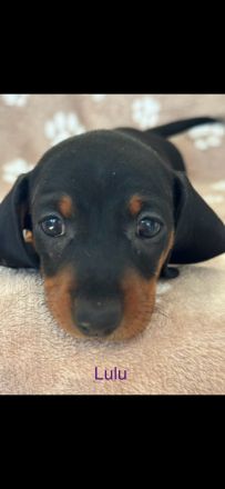 Süße Dackel Welpen