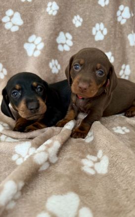 Süße Dackel Welpen