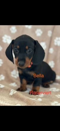 Süße Dackel Welpen